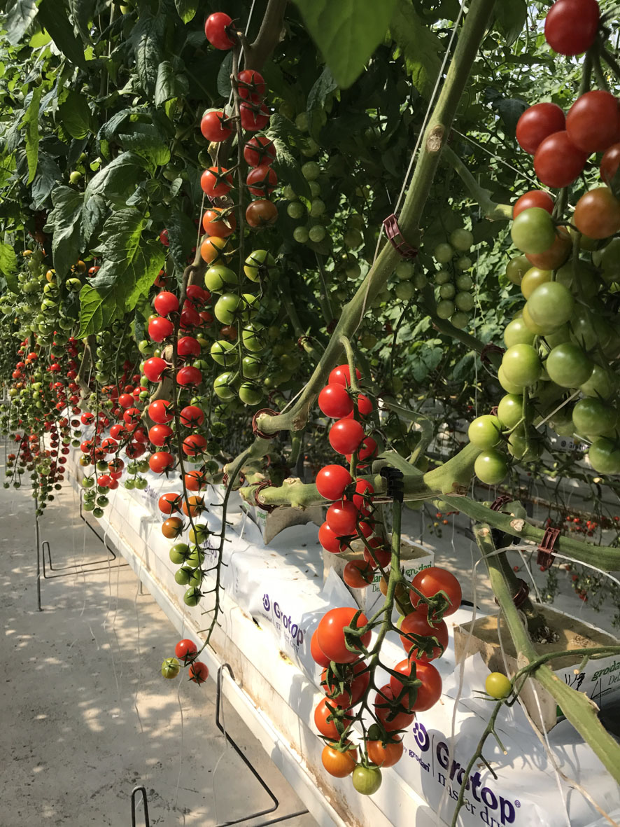 水耕番茄-红茄